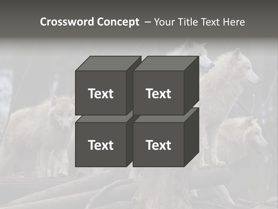 Dangerous Polar Arctic Wolf PowerPoint Template