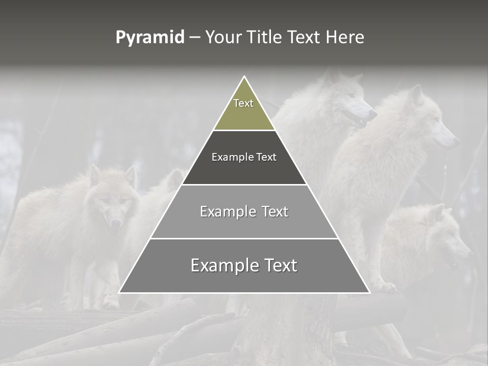 Dangerous Polar Arctic Wolf PowerPoint Template