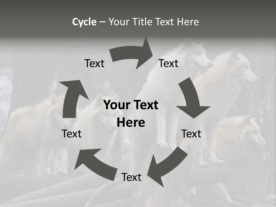 Dangerous Polar Arctic Wolf PowerPoint Template