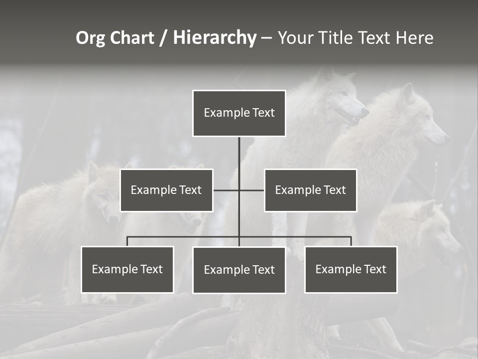 Dangerous Polar Arctic Wolf PowerPoint Template