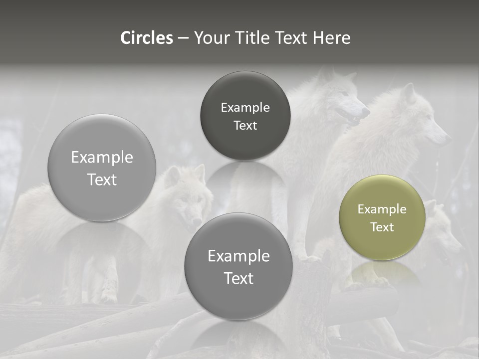 Dangerous Polar Arctic Wolf PowerPoint Template