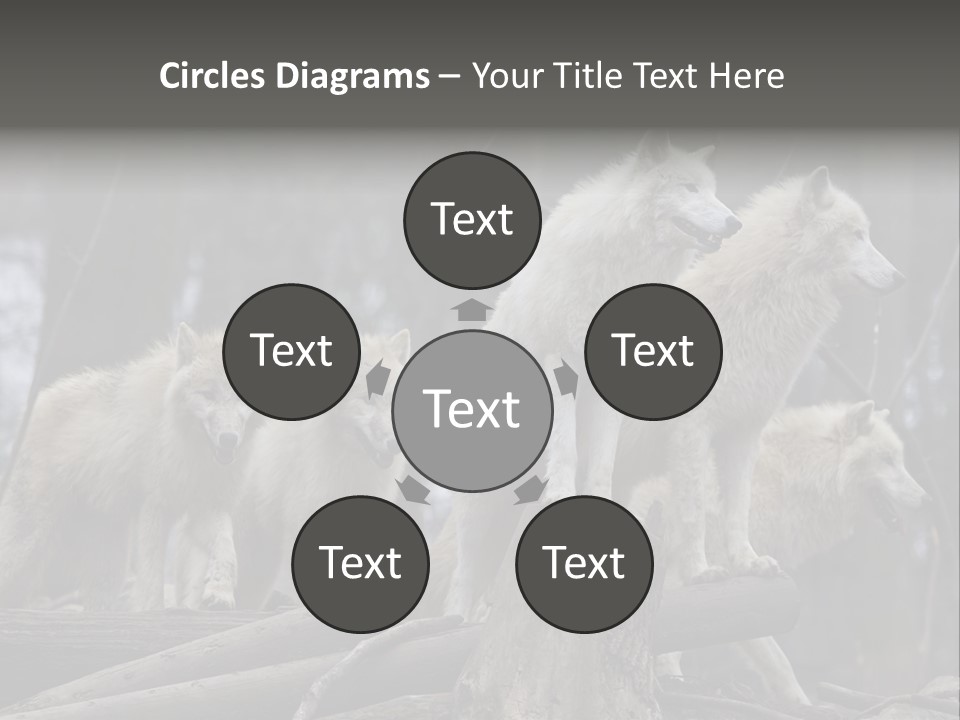 Dangerous Polar Arctic Wolf PowerPoint Template