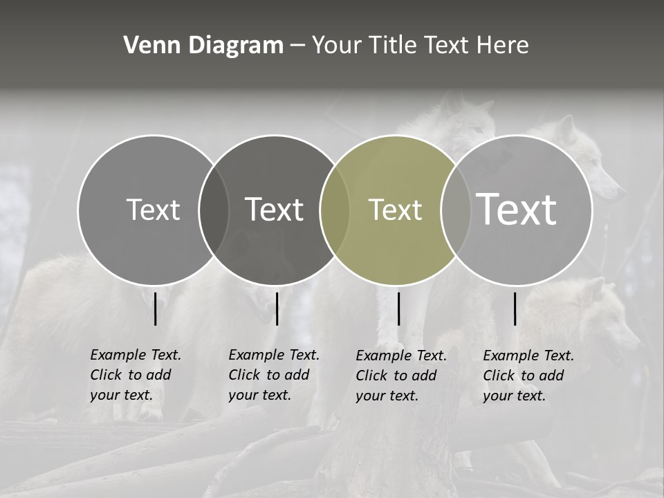 Dangerous Polar Arctic Wolf PowerPoint Template
