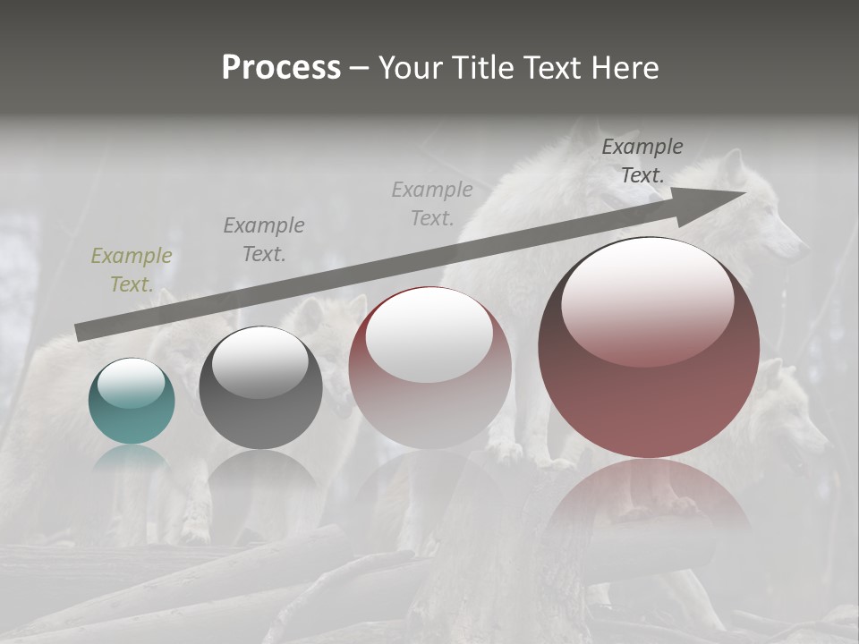 Dangerous Polar Arctic Wolf PowerPoint Template