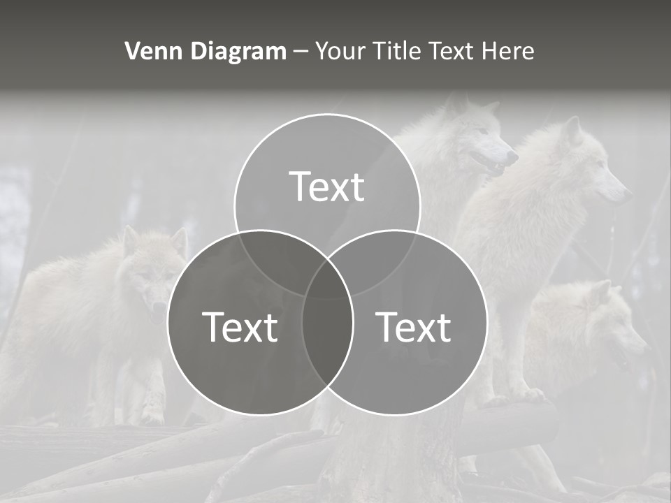 Dangerous Polar Arctic Wolf PowerPoint Template