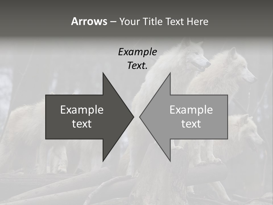 Dangerous Polar Arctic Wolf PowerPoint Template