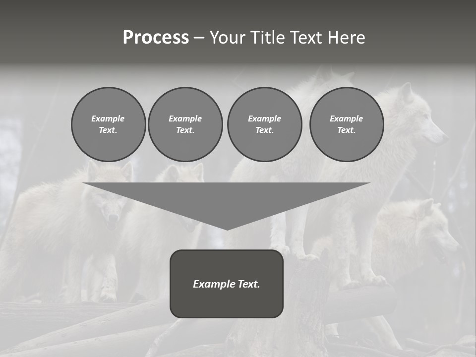 Dangerous Polar Arctic Wolf PowerPoint Template