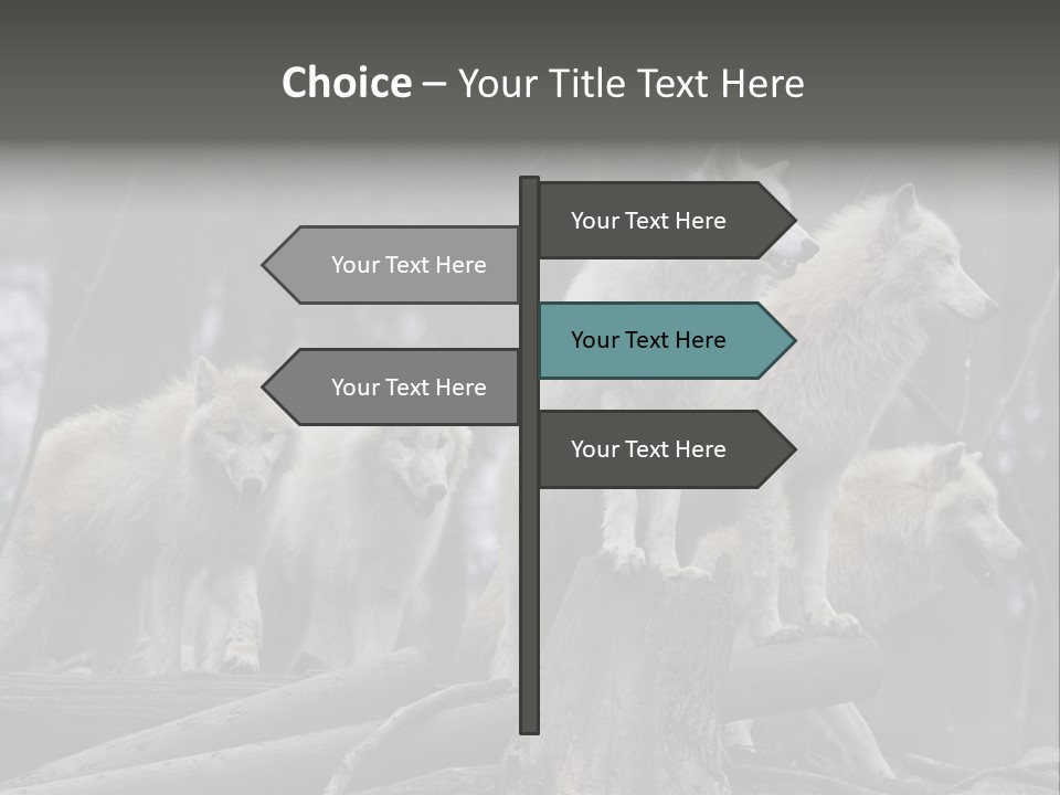 Dangerous Polar Arctic Wolf PowerPoint Template