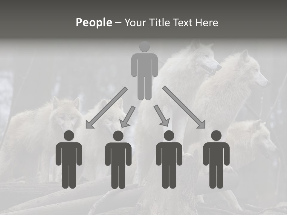 Dangerous Polar Arctic Wolf PowerPoint Template