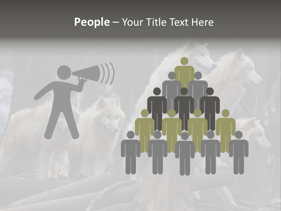 Dangerous Polar Arctic Wolf PowerPoint Template