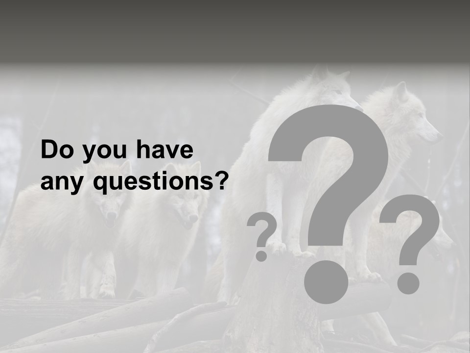 Dangerous Polar Arctic Wolf PowerPoint Template