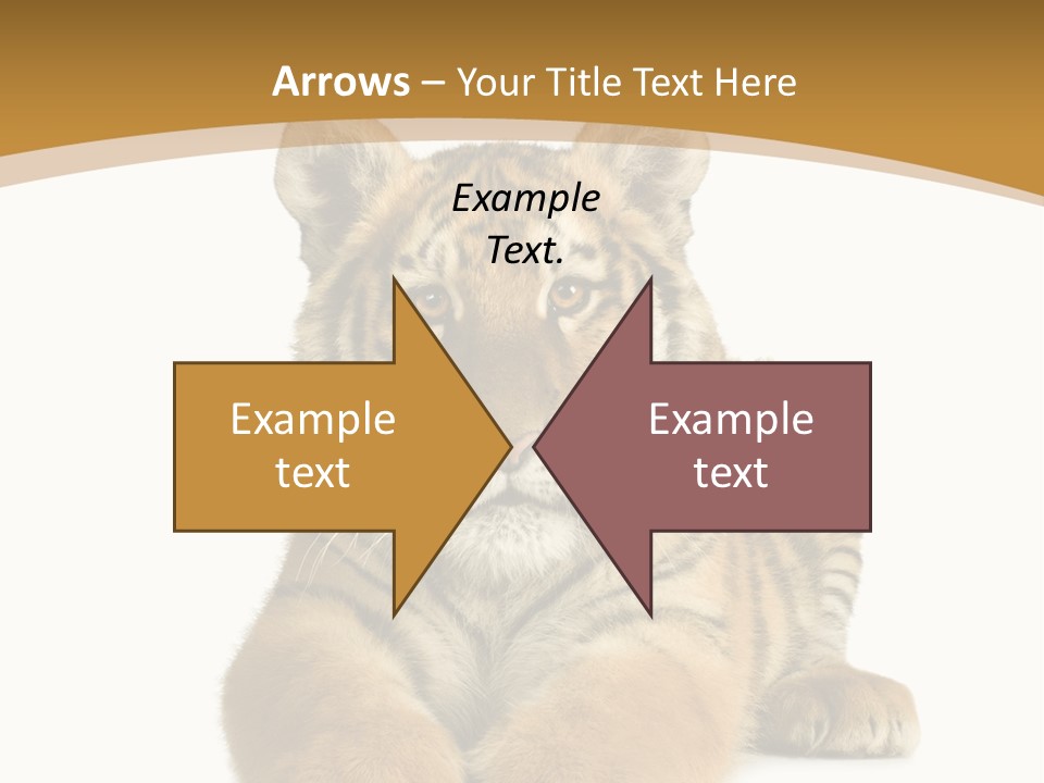 Polar Zoo Dangerous PowerPoint Template