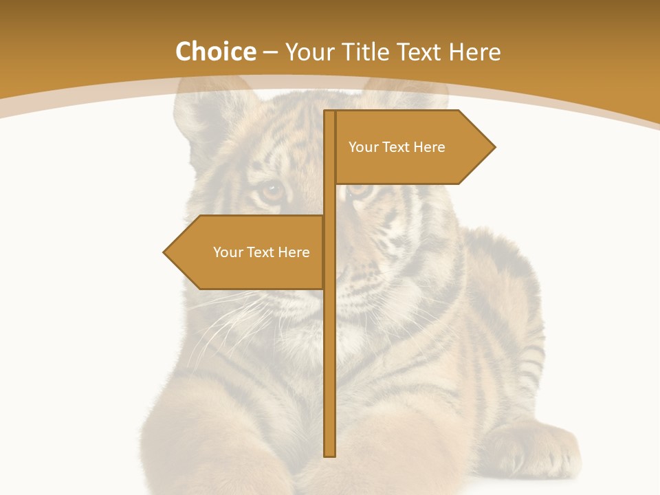 Polar Zoo Dangerous PowerPoint Template