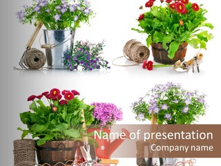 Landscape Blossoming Pink PowerPoint Template