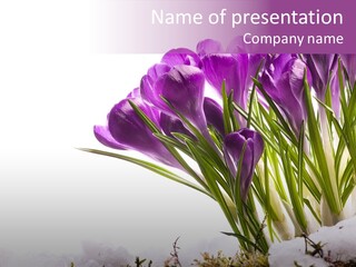 Springtime Petal White PowerPoint Template