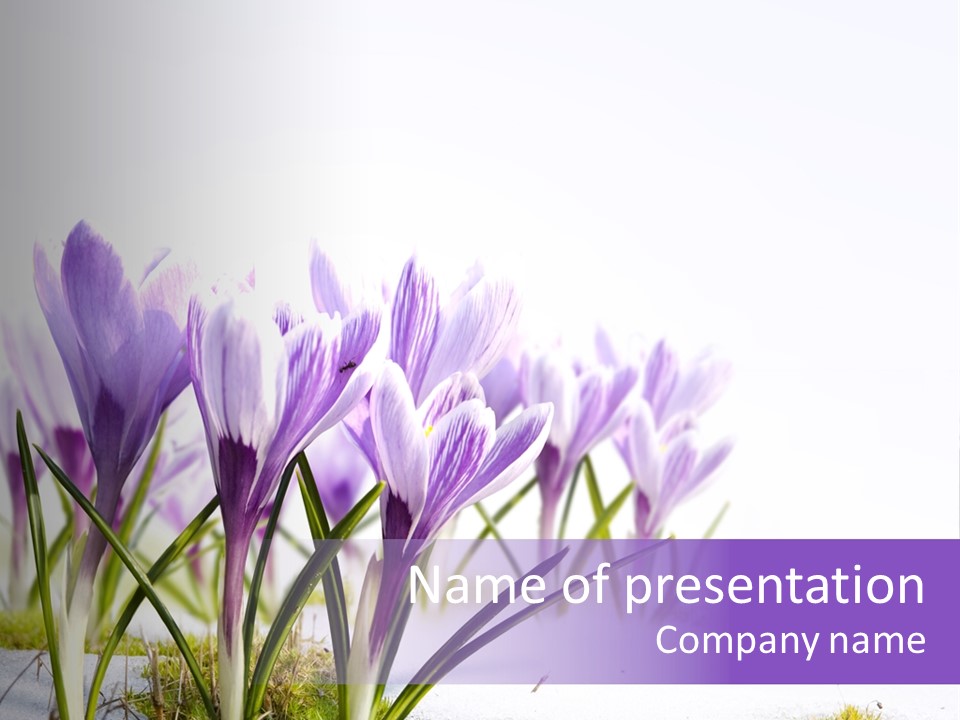 Spring White Cold PowerPoint Template