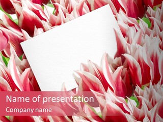 Blossom Macro Wedding PowerPoint Template