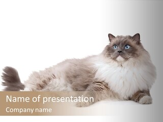 Ragdoll Cat Cat Gray PowerPoint Template