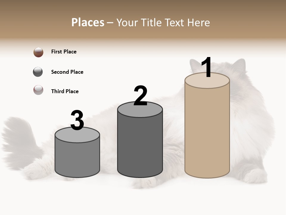 Ragdoll Cat Cat Gray PowerPoint Template