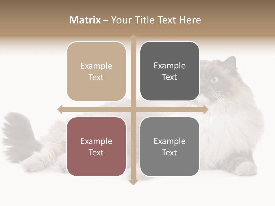 Ragdoll Cat Cat Gray PowerPoint Template