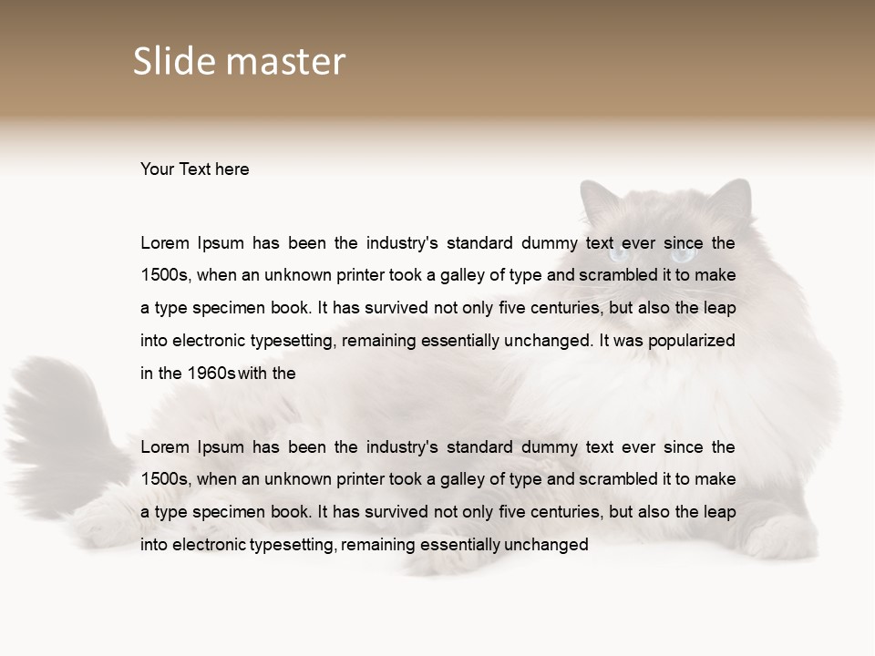 Ragdoll Cat Cat Gray PowerPoint Template