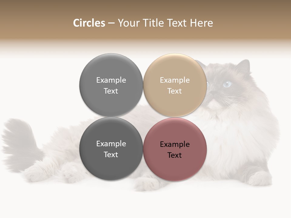 Ragdoll Cat Cat Gray PowerPoint Template
