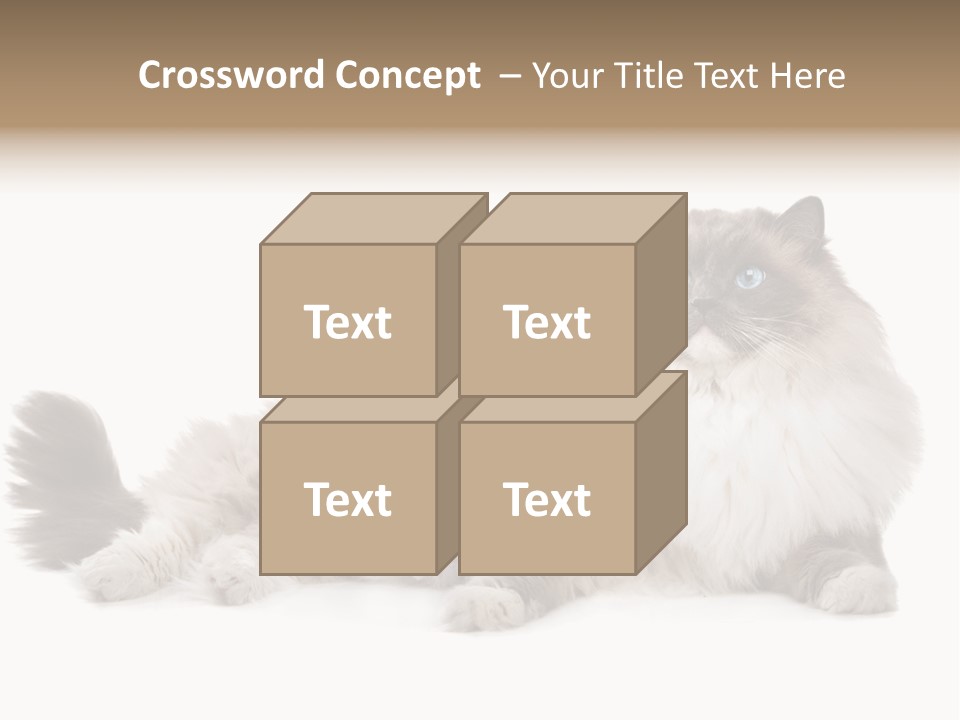 Ragdoll Cat Cat Gray PowerPoint Template