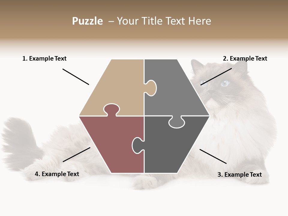 Ragdoll Cat Cat Gray PowerPoint Template