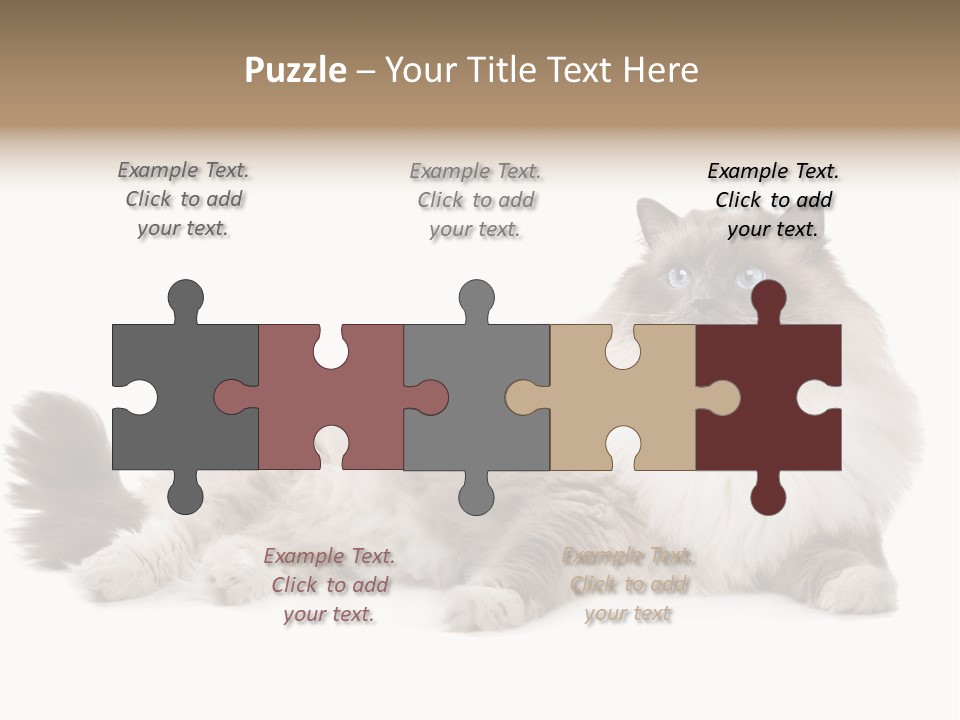 Ragdoll Cat Cat Gray PowerPoint Template