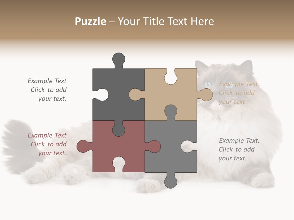 Ragdoll Cat Cat Gray PowerPoint Template