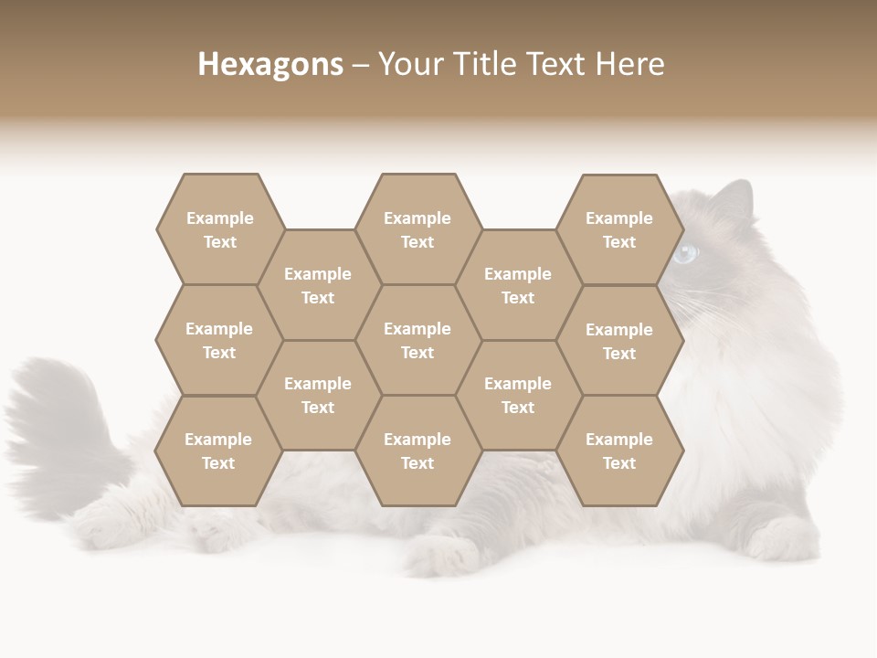 Ragdoll Cat Cat Gray PowerPoint Template
