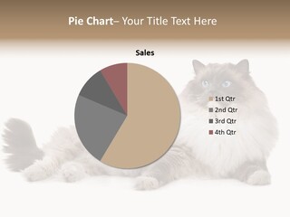 Ragdoll Cat Cat Gray PowerPoint Template