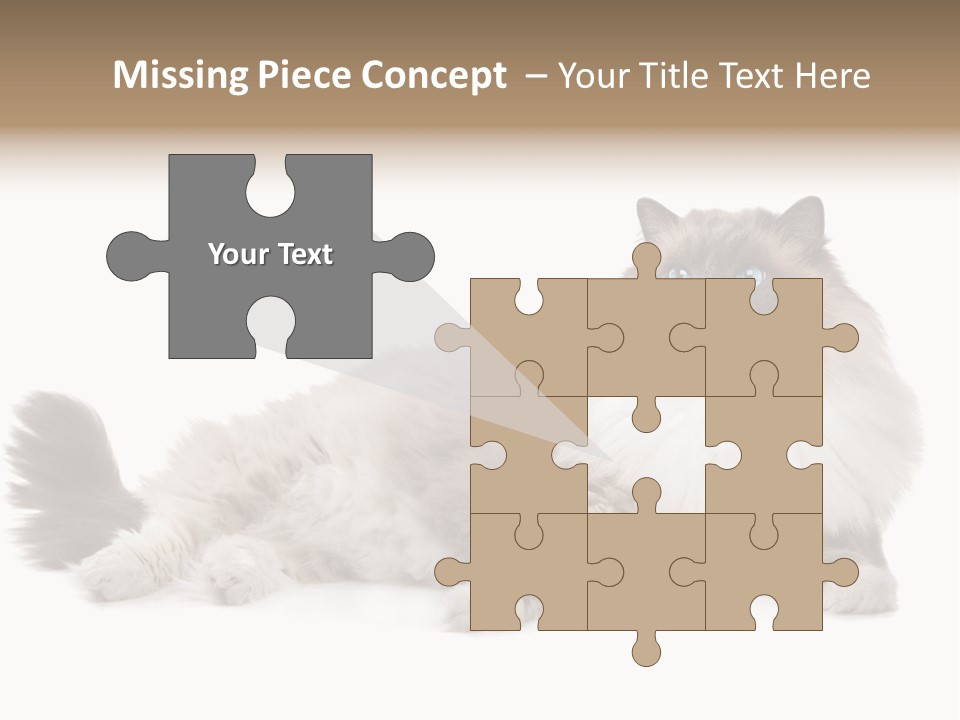 Ragdoll Cat Cat Gray PowerPoint Template