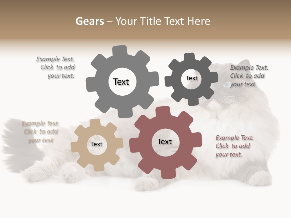 Ragdoll Cat Cat Gray PowerPoint Template