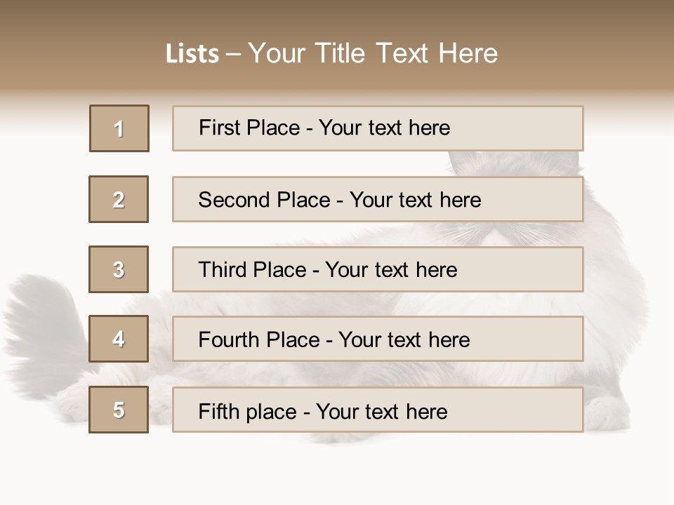 Ragdoll Cat Cat Gray PowerPoint Template
