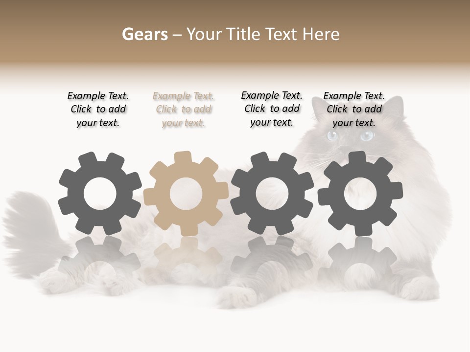 Ragdoll Cat Cat Gray PowerPoint Template