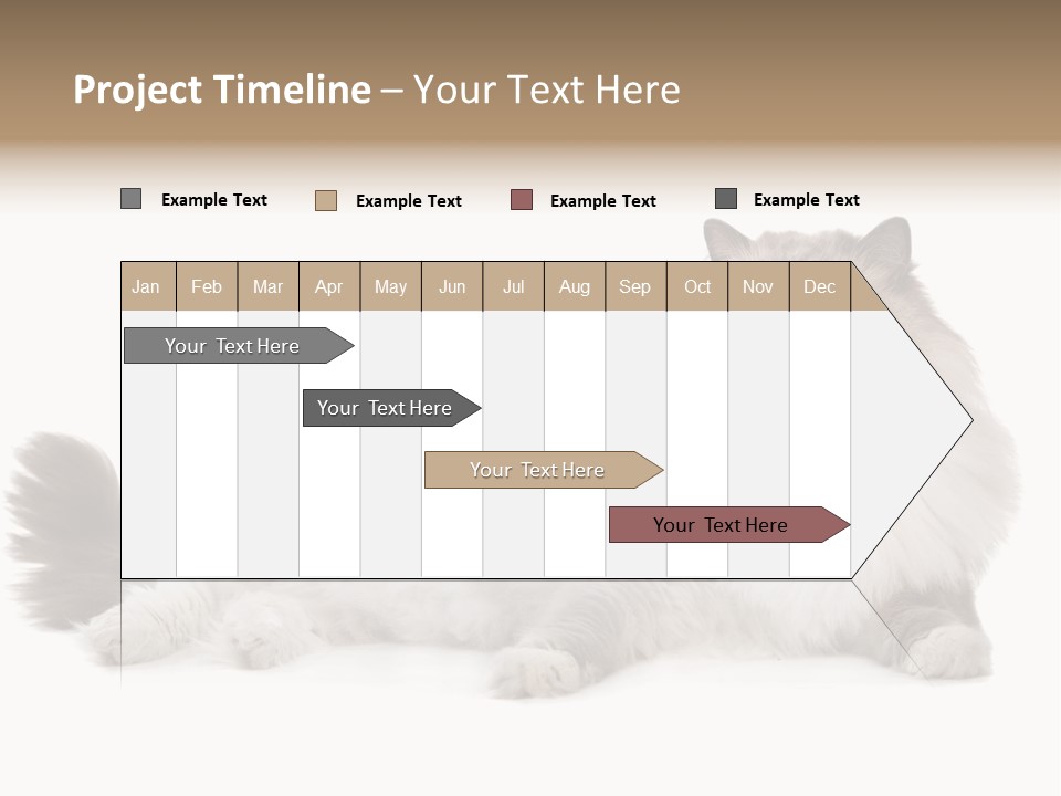 Ragdoll Cat Cat Gray PowerPoint Template