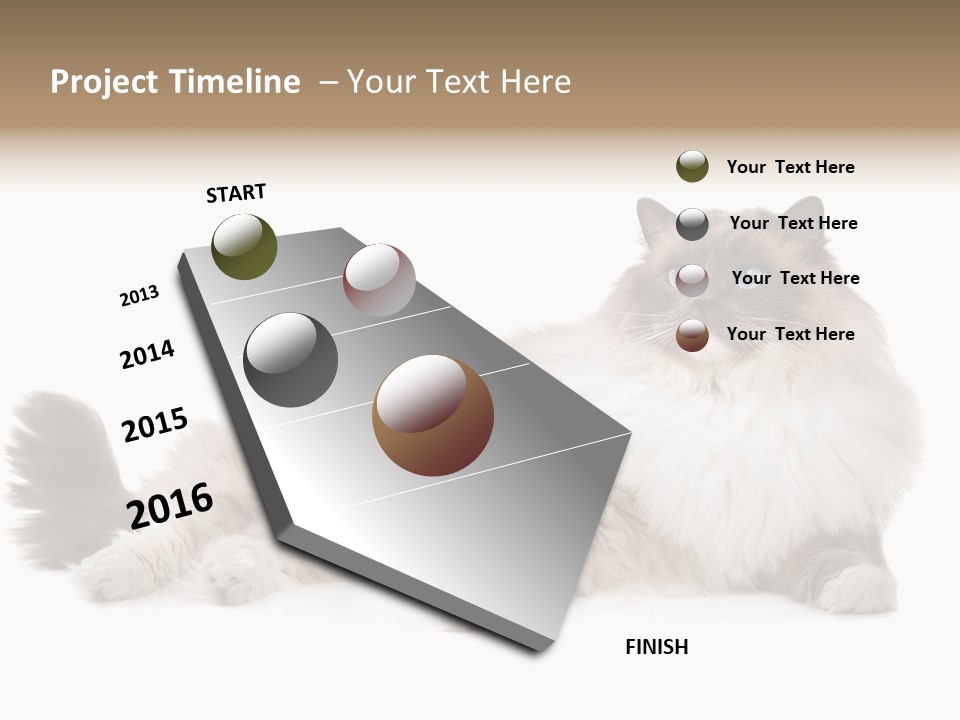 Ragdoll Cat Cat Gray PowerPoint Template