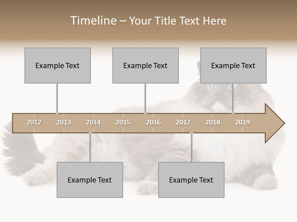 Ragdoll Cat Cat Gray PowerPoint Template