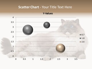 Ragdoll Cat Cat Gray PowerPoint Template