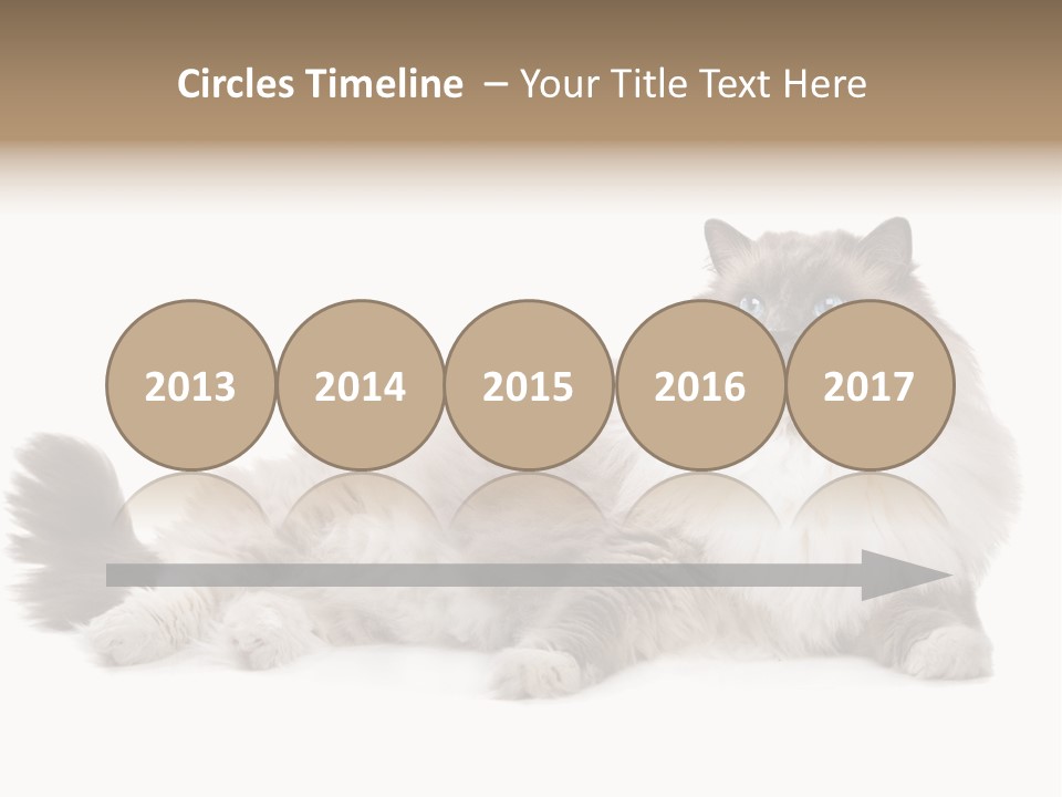Ragdoll Cat Cat Gray PowerPoint Template