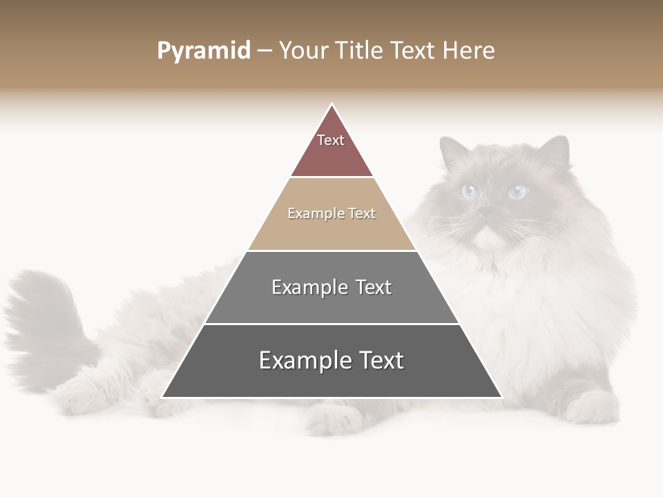 Ragdoll Cat Cat Gray PowerPoint Template