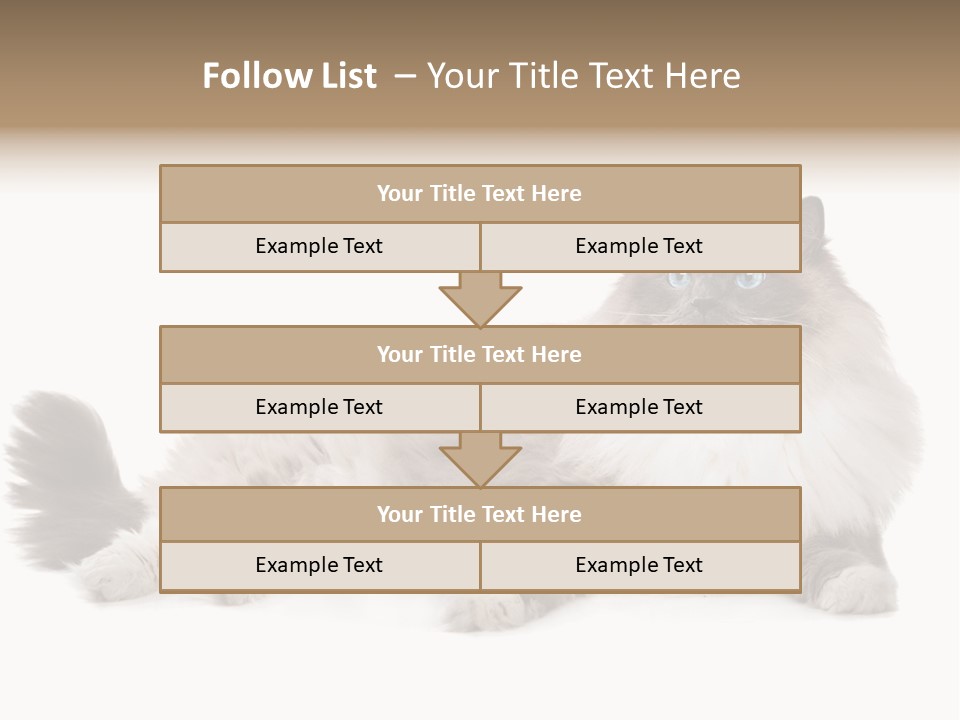 Ragdoll Cat Cat Gray PowerPoint Template