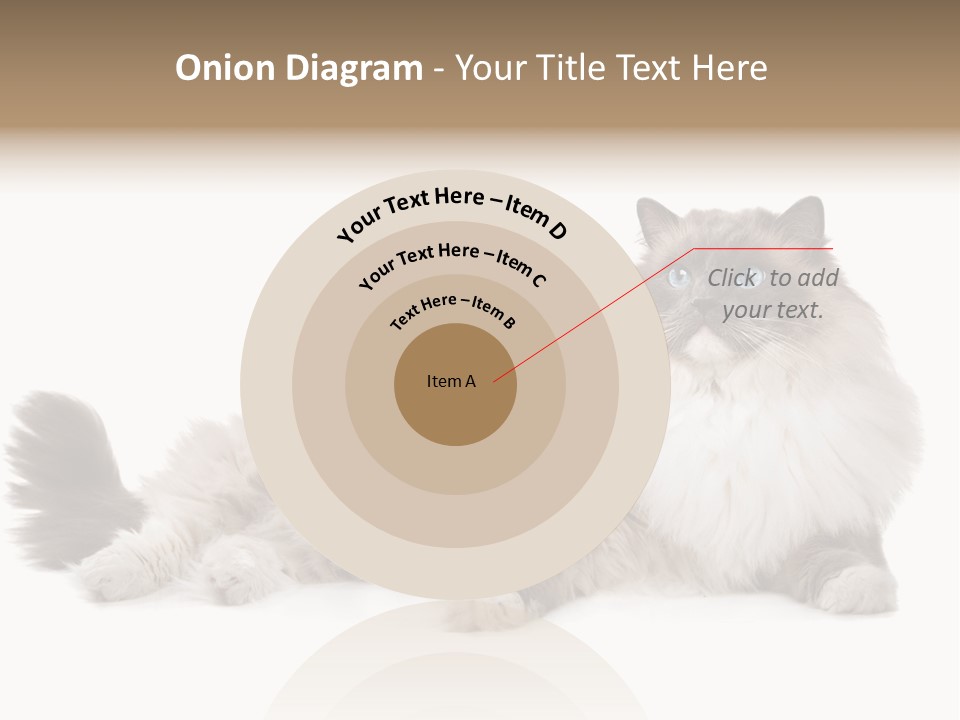 Ragdoll Cat Cat Gray PowerPoint Template