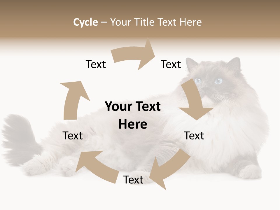 Ragdoll Cat Cat Gray PowerPoint Template