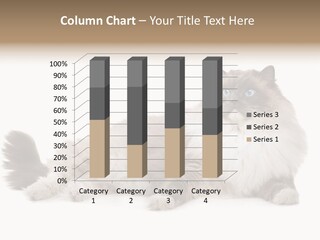 Ragdoll Cat Cat Gray PowerPoint Template