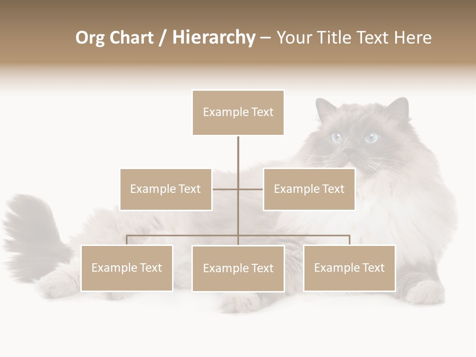 Ragdoll Cat Cat Gray PowerPoint Template