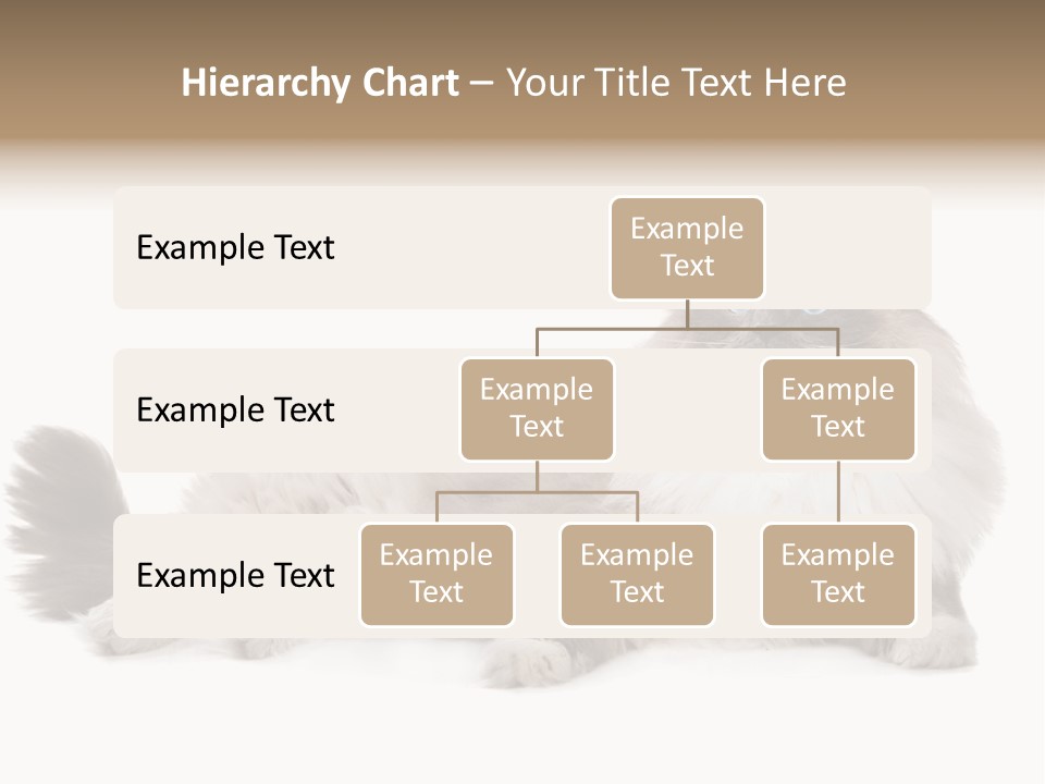 Ragdoll Cat Cat Gray PowerPoint Template