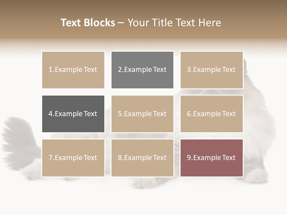 Ragdoll Cat Cat Gray PowerPoint Template