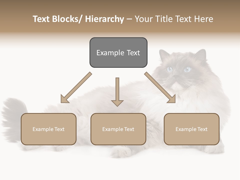 Ragdoll Cat Cat Gray PowerPoint Template